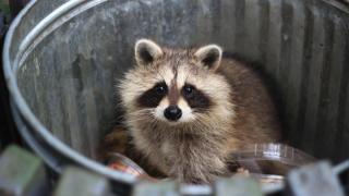 trash panda