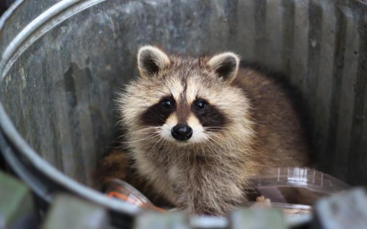 trash panda